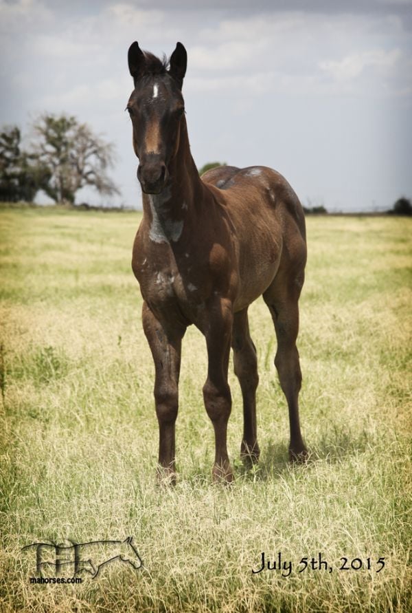 Salty Blue Rain's 2015 Colt